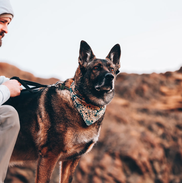 Woodland Animals Dog Bandana
