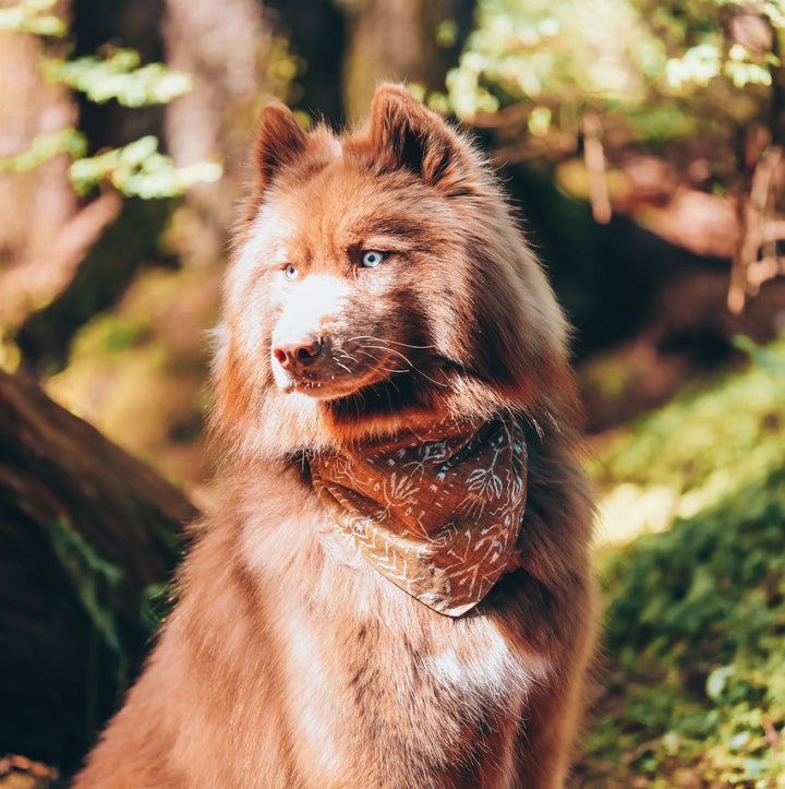 Boho Mustard Desert Dog Bandana