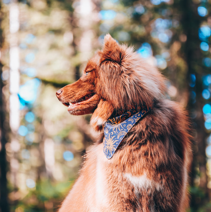 Celestial Sun Moon & Stars Dog Bandana