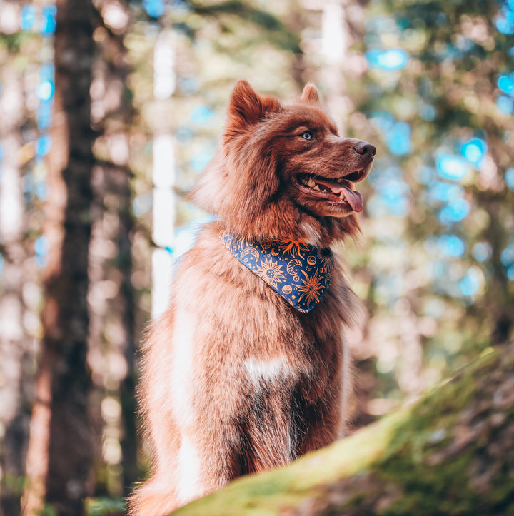 Celestial Sun Moon & Stars Dog Bandana