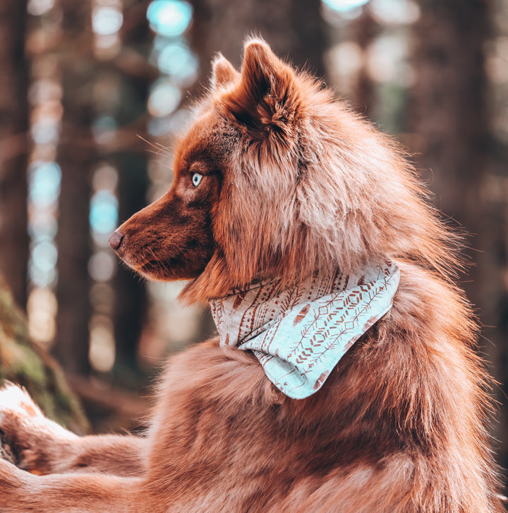 Boho Dunes Tribal Dog Bandana