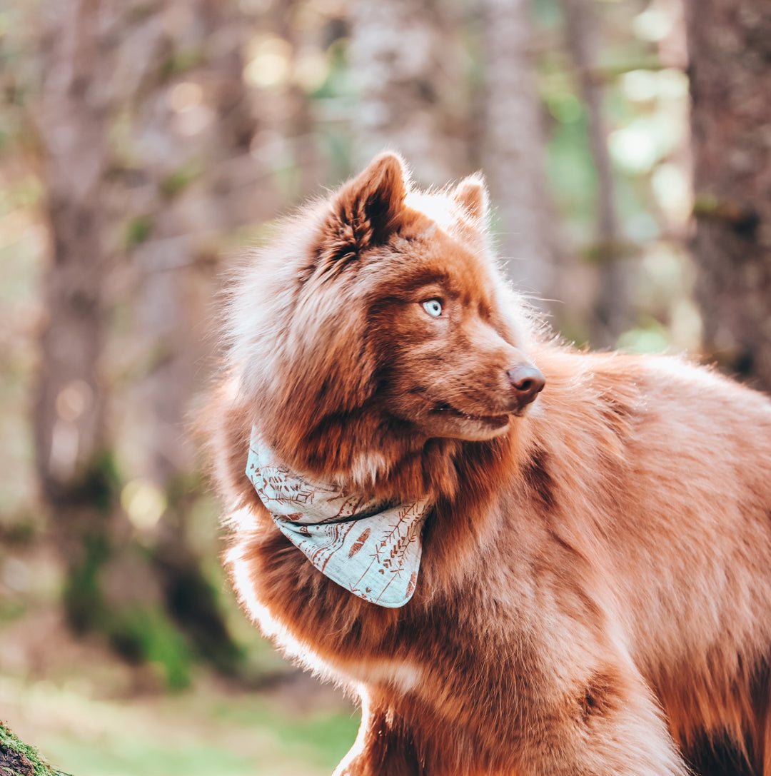 Boho Dunes Tribal Dog Bandana