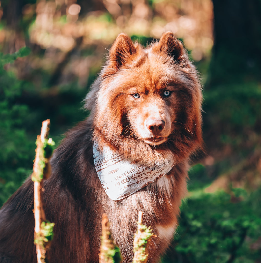 Boho Dunes Tribal Dog Bandana