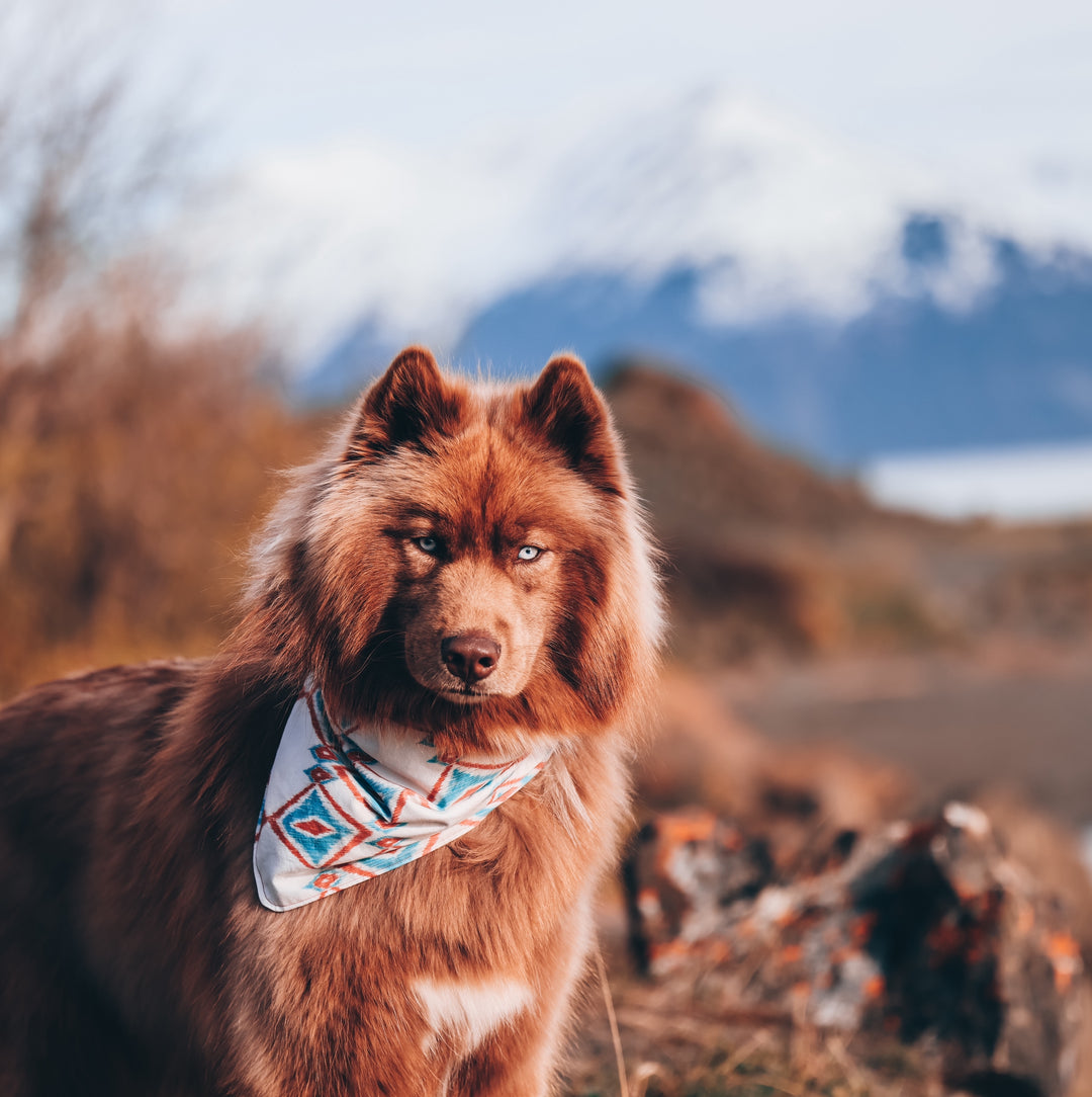 Wild Wild West ✦ Red & Blue Dog Bandana