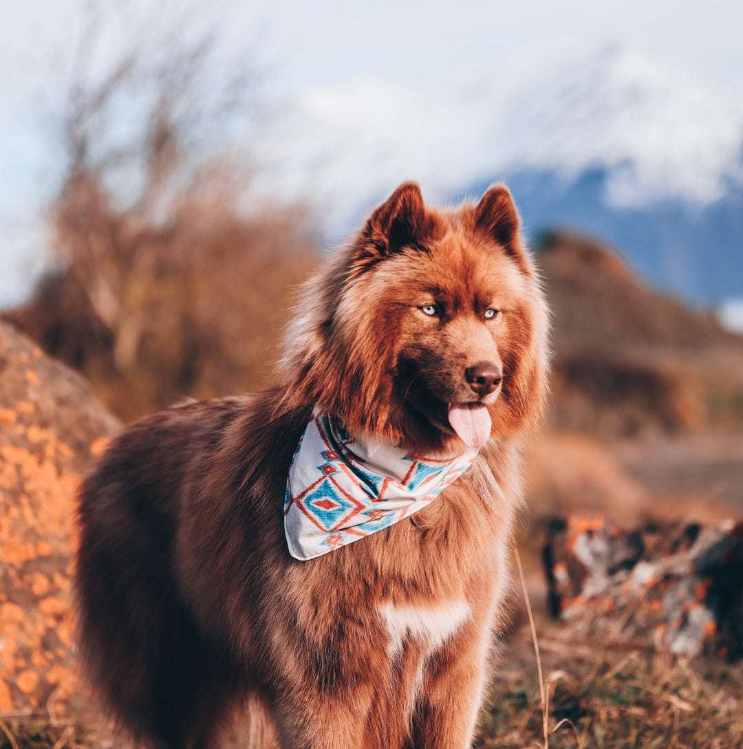 Wild Wild West ✦ Red & Blue Dog Bandana