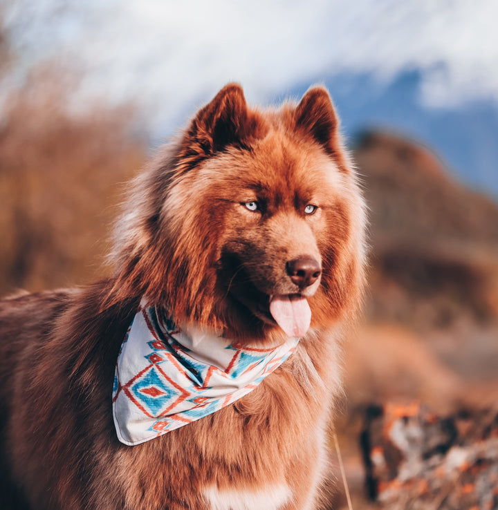Wild Wild West ✦ Red & Blue Dog Bandana