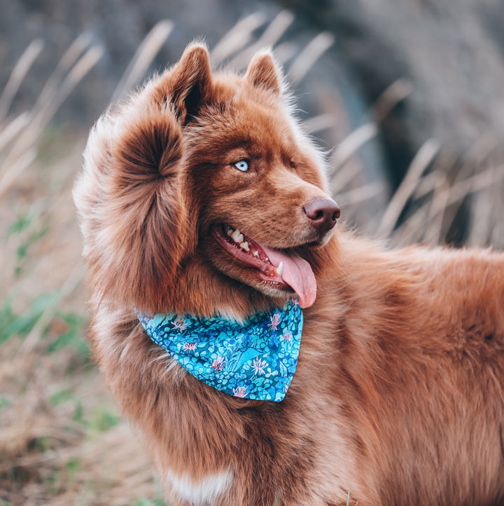 Blue Watercolor Floral Dog Bandana