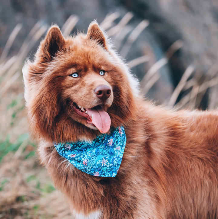 Blue Watercolor Floral Dog Bandana