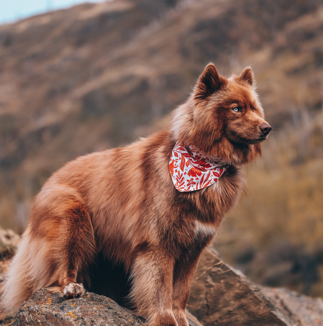 Western Ox Floral Dog Bandana