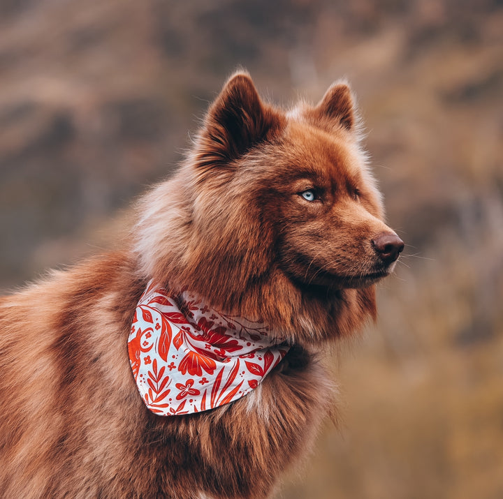 Western Ox Floral Dog Bandana