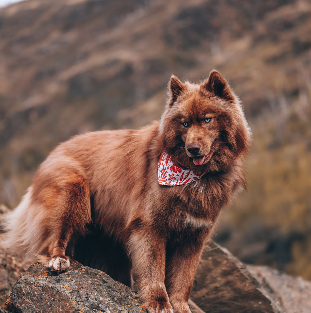 Western Ox Floral Dog Bandana