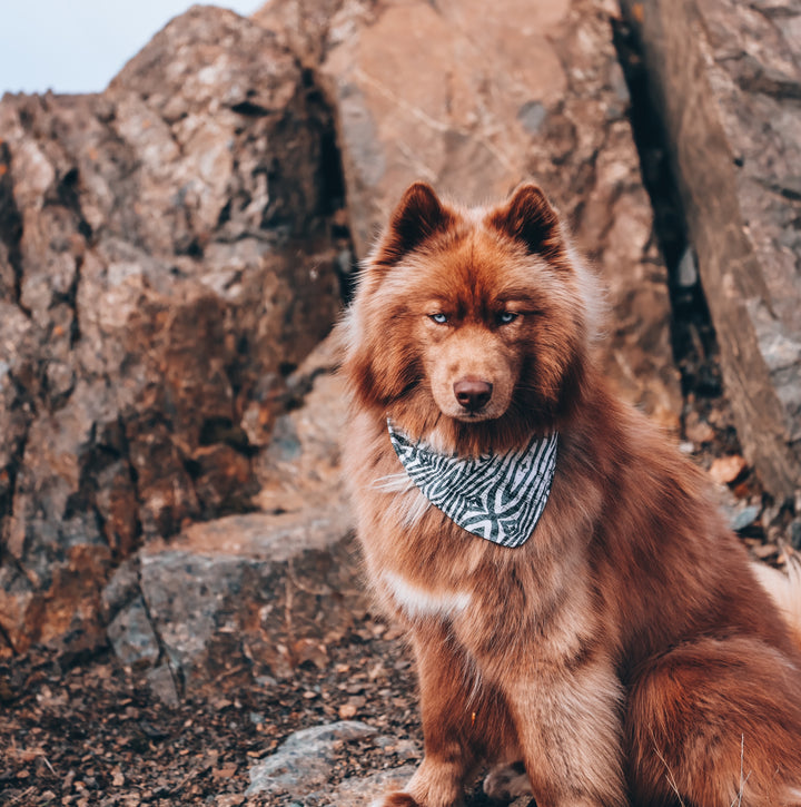 Safari Zebra Dog Bandana