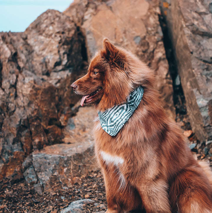 Safari Zebra Dog Bandana