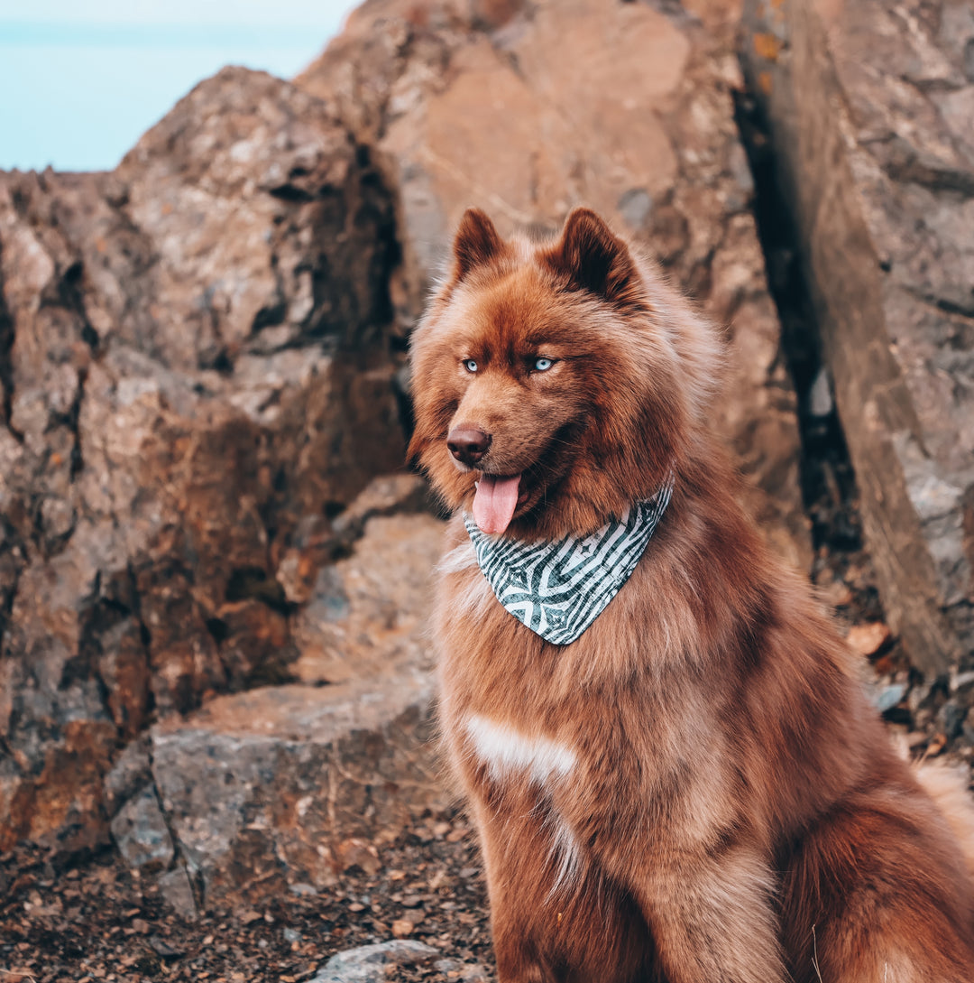 Safari Zebra Dog Bandana