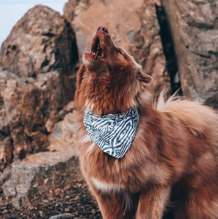 Safari Zebra Dog Bandana