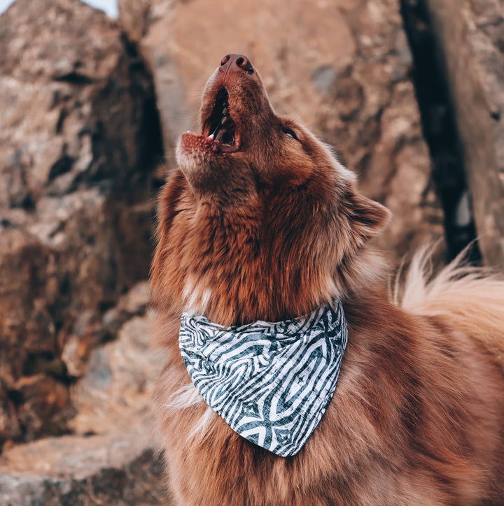 Safari Zebra Dog Bandana