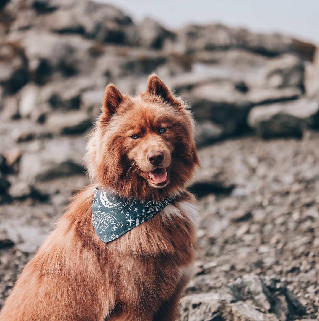 Eclectic Night Creatures Dog Bandana