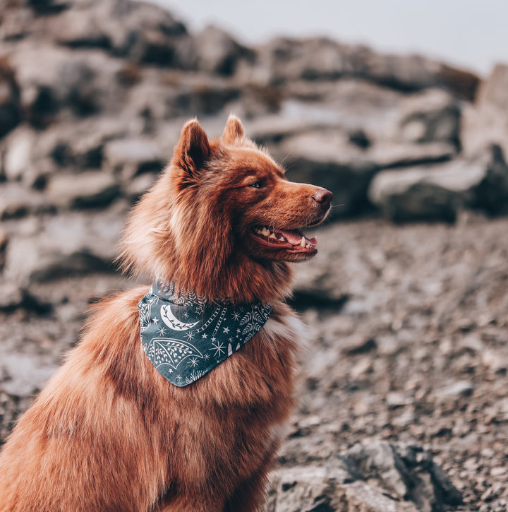 Eclectic Night Creatures Dog Bandana