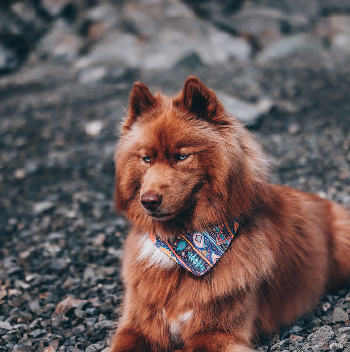Geometric Gypsy Dog Bandana