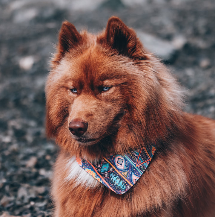 Geometric Gypsy Dog Bandana