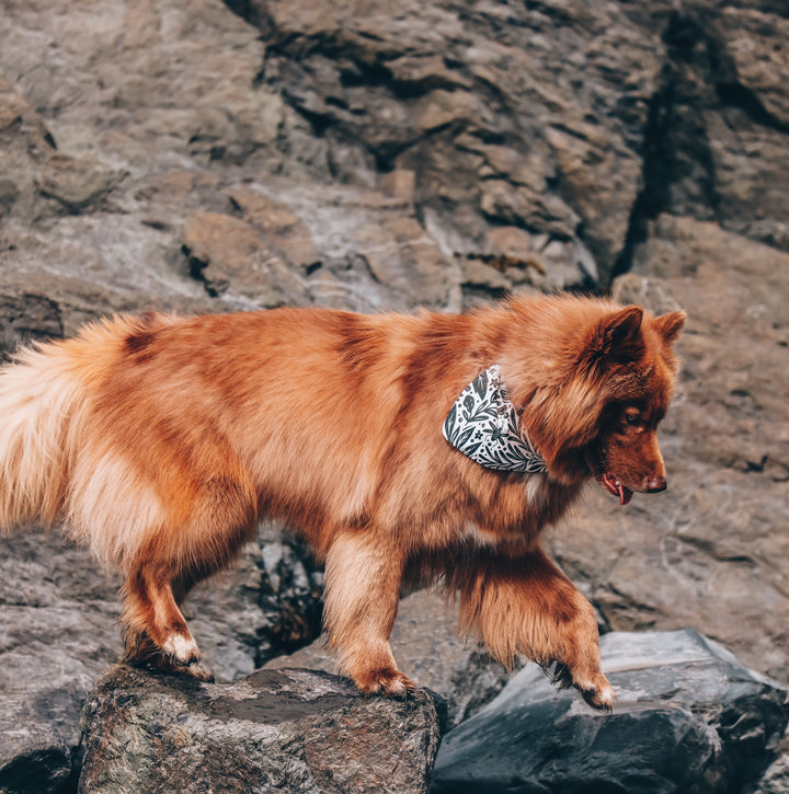 Insects in the Garden Dog Bandana