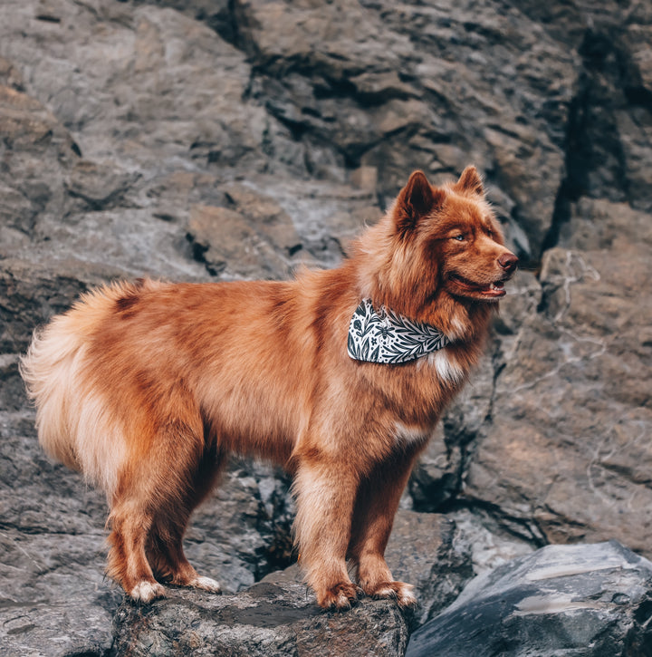 Insects in the Garden Dog Bandana