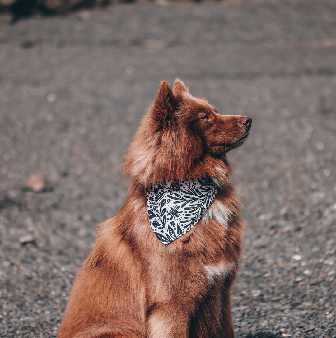 Insects in the Garden Dog Bandana