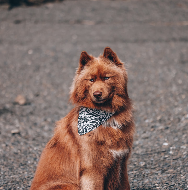 Insects in the Garden Dog Bandana