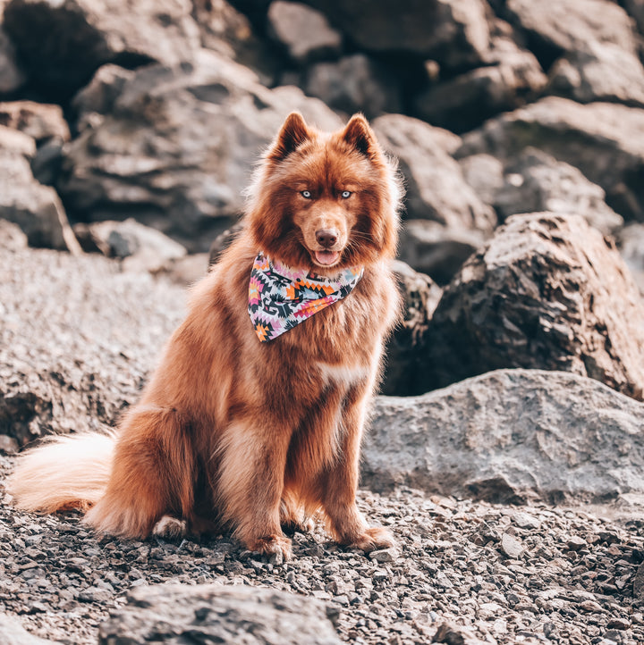 Pink Eclectic Aztec Dog Bandana