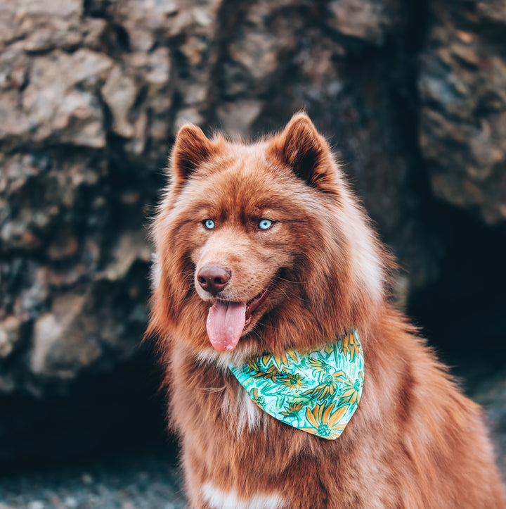 Wildflower Daisy Dog Bandana