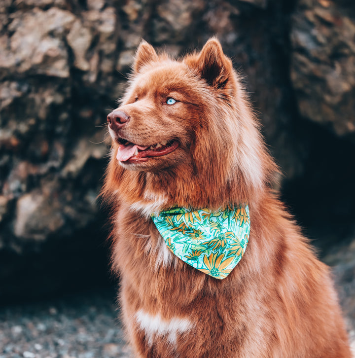 Wildflower Daisy Dog Bandana