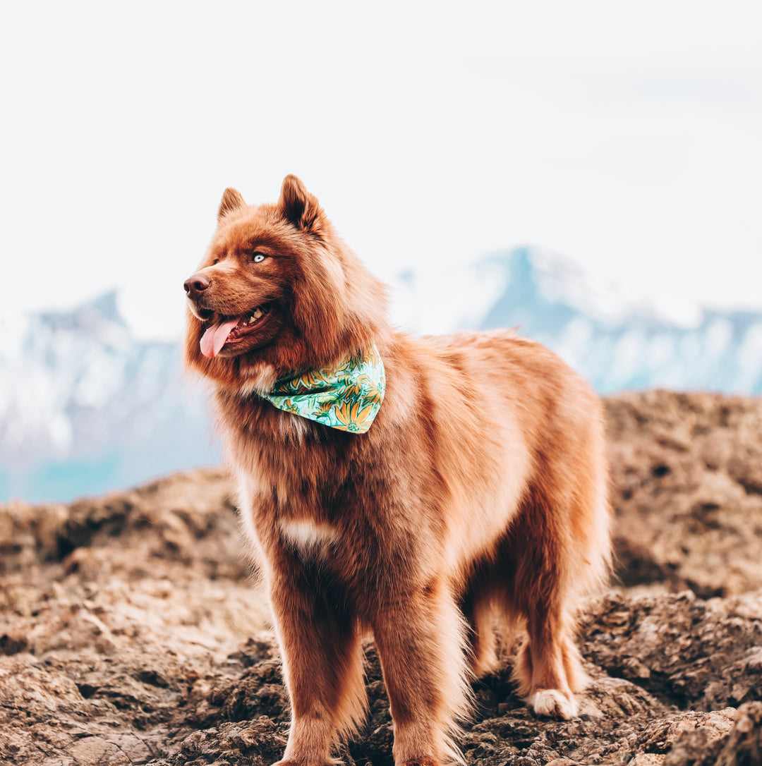 Wildflower Daisy Dog Bandana