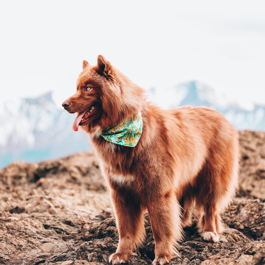 Wildflower Daisy Dog Bandana