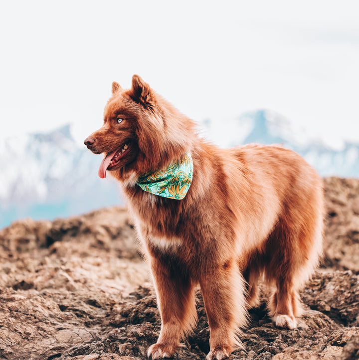 Wildflower Daisy Dog Bandana