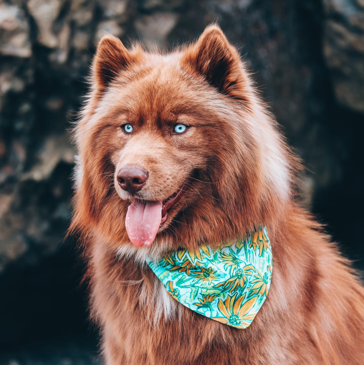 Wildflower Daisy Dog Bandana