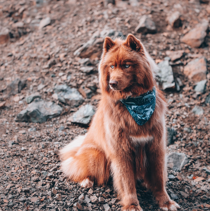 Animal Constellations Dog Bandana