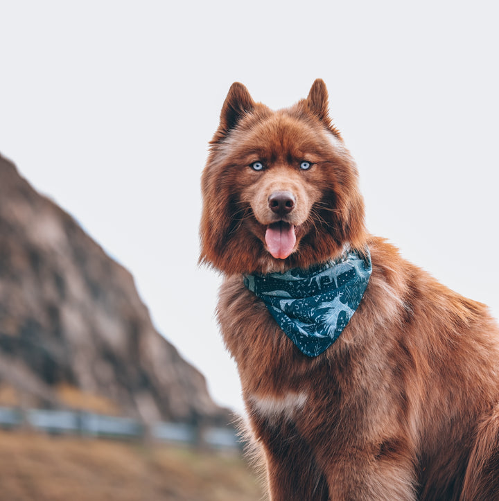 Animal Constellations Dog Bandana