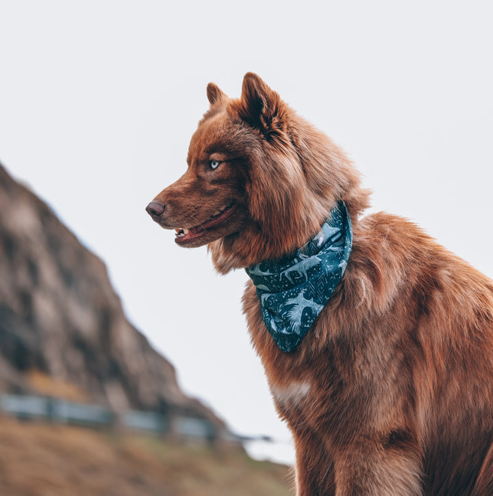 Animal Constellations Dog Bandana