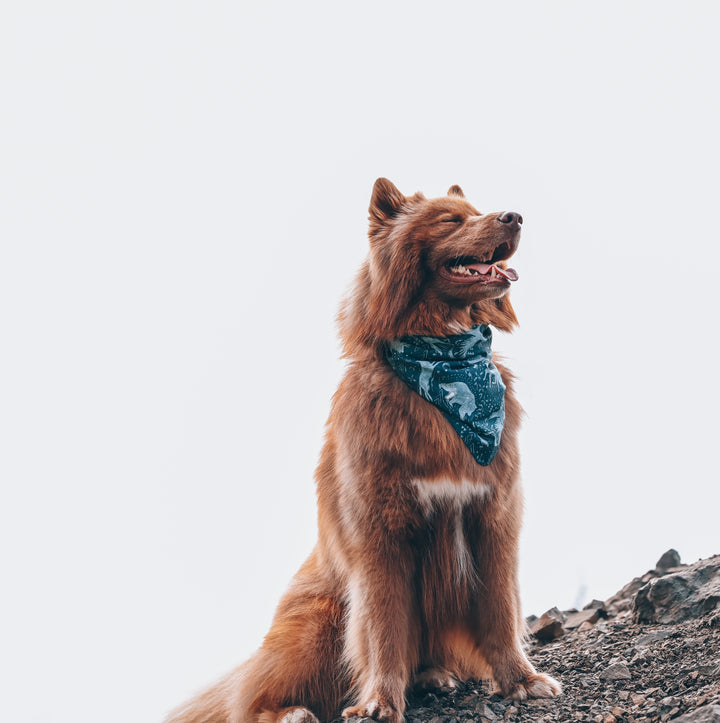 Animal Constellations Dog Bandana