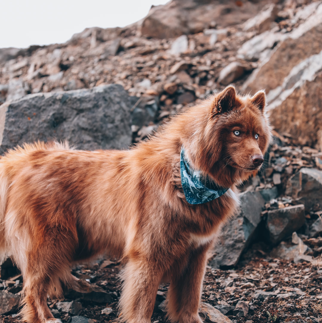 Animal Constellations Dog Bandana