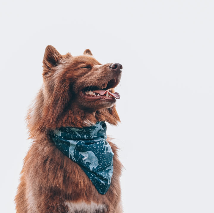 Animal Constellations Dog Bandana