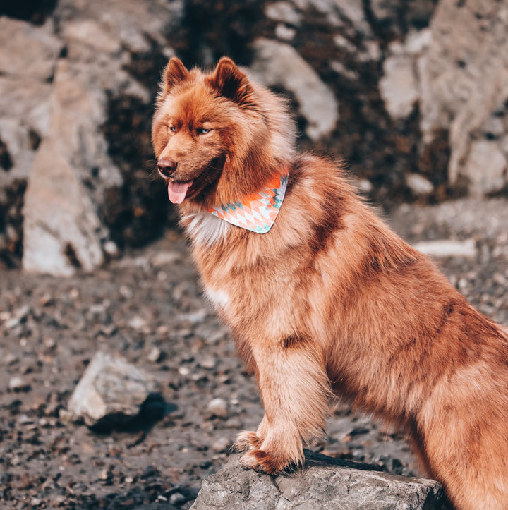 Aztec Sunrise Dog Bandana