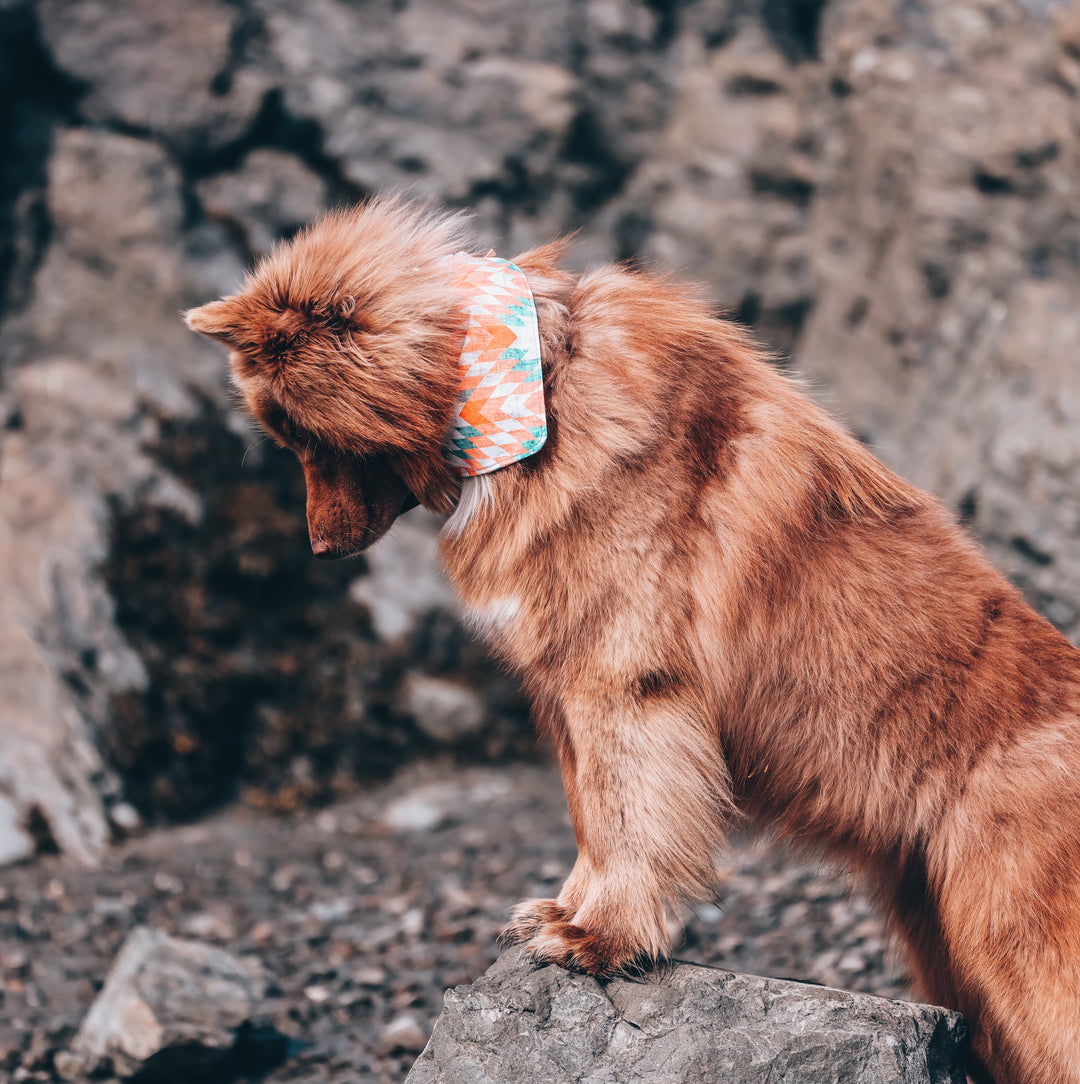 Aztec Sunrise Dog Bandana