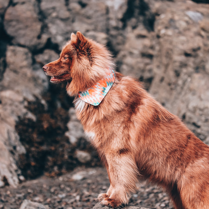 Aztec Sunrise Dog Bandana