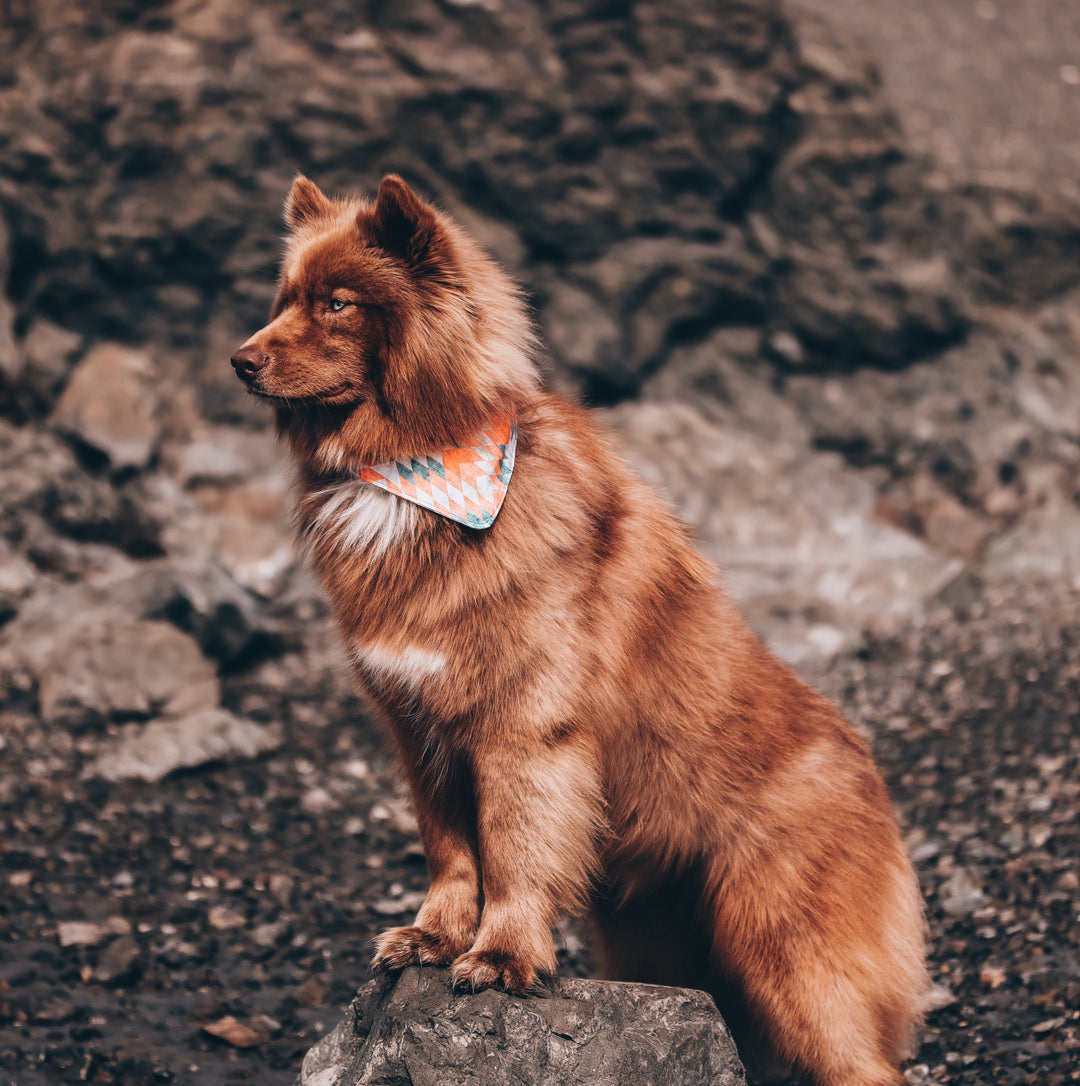 Aztec Sunrise Dog Bandana