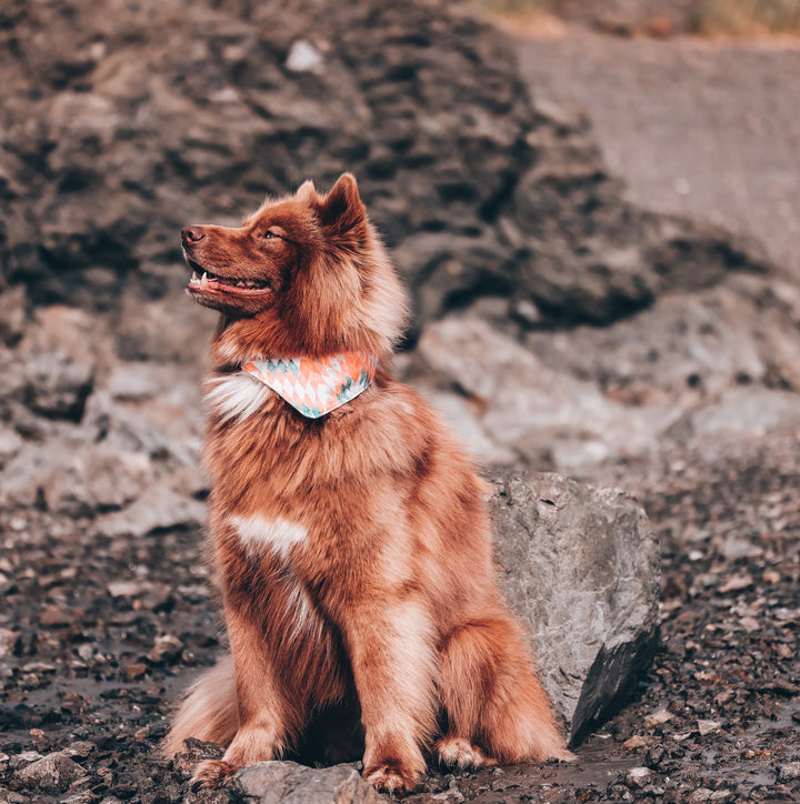 Aztec Sunrise Dog Bandana
