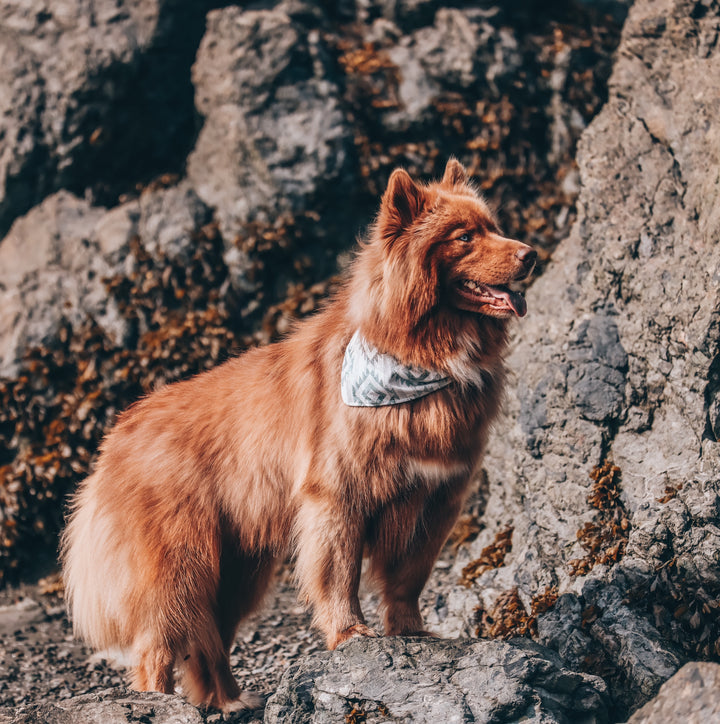 Gray Peaks Aztec Dog Bandana