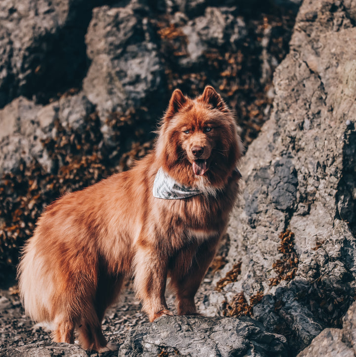 Gray Peaks Aztec Dog Bandana