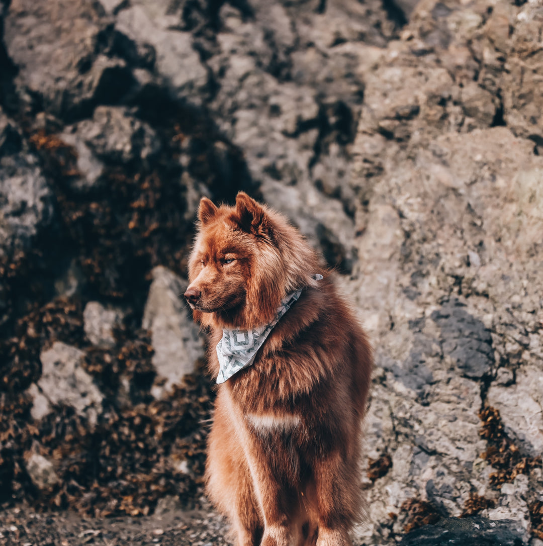 Gray Peaks Aztec Dog Bandana