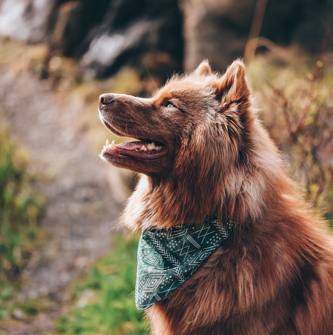 Forest Green Tribal Dog Bandana